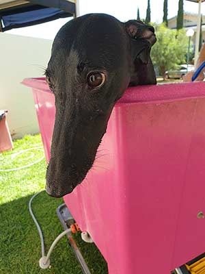 black greyhound face popping out of a pink container bath