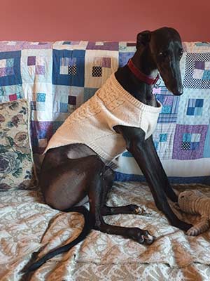 black greyhound sitting down with blankets under and behind